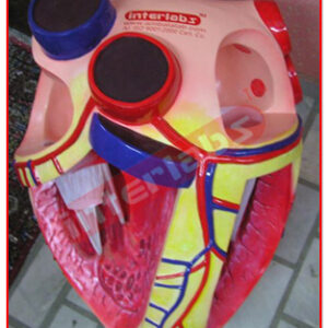 Giant Heart Model