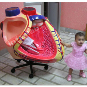 Giant Heart Model