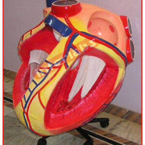 Giant Heart Model