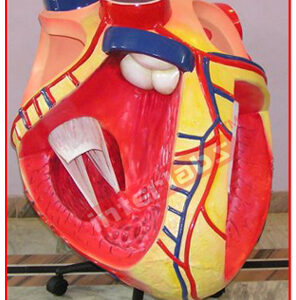 Giant Heart Model