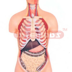 HUMAN TORSO, MALE & FEMALE