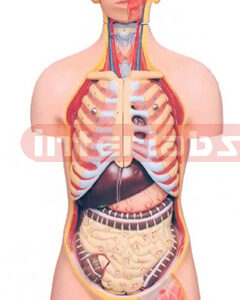HUMAN TORSO