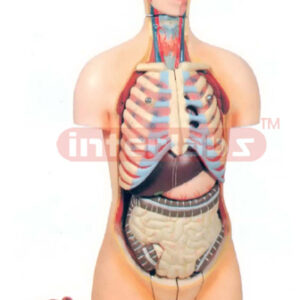 HUMAN TORSO WITH INTERCHANGEABLE SEX ORGANS (MALE & FEMALE)