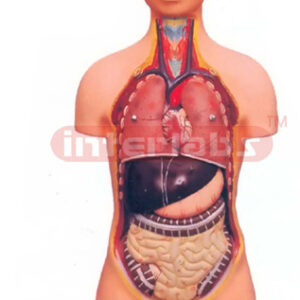 HUMAN TORSO WITH HEAD