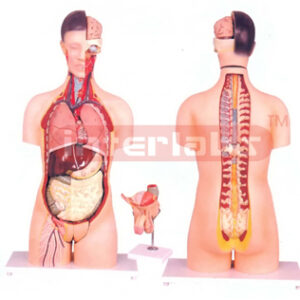 HUMAN TORSO WITH INTERCHANGEABLE SEX ORGANS (MALE & FEMALE)