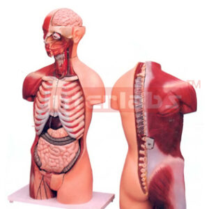 HUMAN TORSO WITH MUSCLES AND OPEN BACK