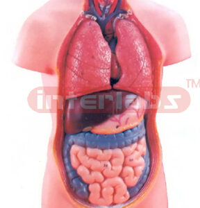 HUMAN TORSO, WITHOUT HEAD
