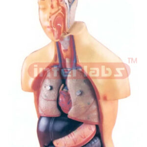 HUMAN TORSO, MEDIUM SIZE