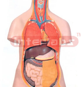 HUMAN TORSO, UNISEX, 12 PARTS