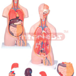 HUMAN TORSO, UNISEX, 16 PARTS