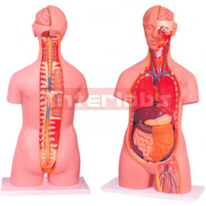 HUMAN TORSO WITH OPEN BACK, 18 PARTS