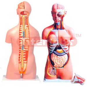 HUMAN TORSO, DUAL SEX, 24 PARTS