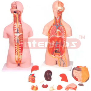 HUMAN TORSO, WITH OPEN BACK, 27 PARTS