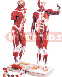HUMAN MUSCULAR FIGURE, LIFE SIZE, 37 PARTS