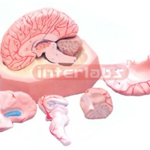 HUMAN BRAIN