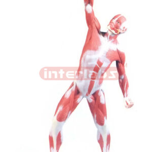 HUMAN MUSCULAR FIGURE