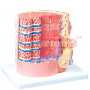MICRO ANATOMY, MUSCLE FIBER