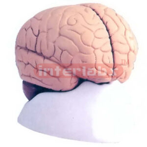 HUMAN BRAIN, 2 PARTS