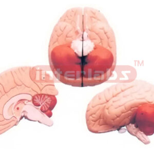 HUMAN BRAIN, STANDARD, 2 PARTS