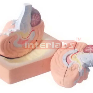 HUMAN BRAIN, 4 PARTS