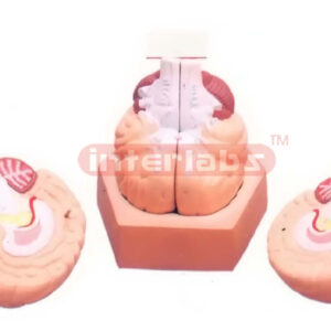HUMAN BRAIN, 2 PARTS