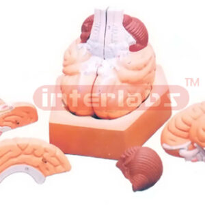 VASCULAR BRAIN ANATOMY, 4 PARTS