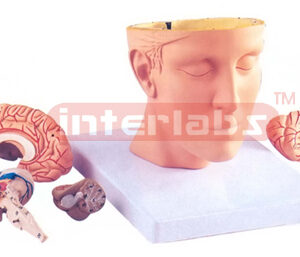 HUMAN BRAIN IN HEAD