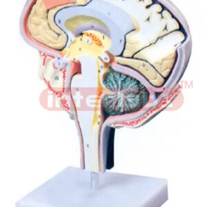 HUMAN BRAIN SECTION