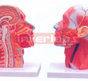 HUMAN HALF HEAD AND NECK WITH MUSCULATURE