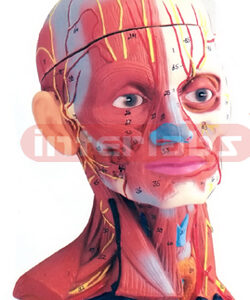 HUMAN HEAD AND NECK MUSCULATURE, 5 PARTS