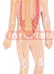 HUMAN NERVOUS SYSTEM