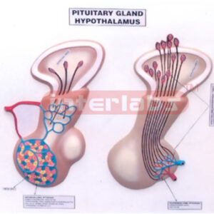 PITUITARY GLAND AND HYPOTHALAMUS