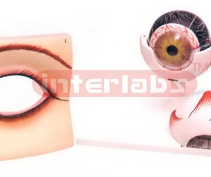 HUMAN EYE WITH ORBIT