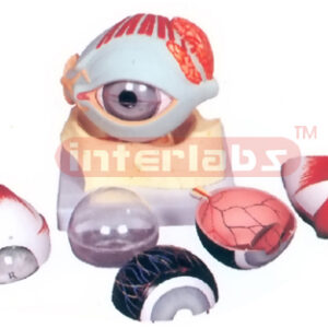 HUMAN EYE WITH EYELIDS