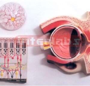 HUMAN EYE DEMONSTRATION MODEL