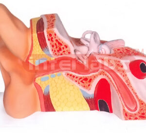 HUMAN EAR, GIANT, ENLARGED 5 TIMES, 2 PARTS