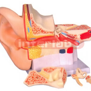HUMAN EAR