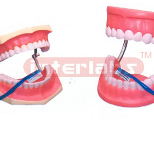 HUMAN DENTAL CARE