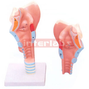 HUMAN LARYNX