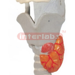 HUMAN LARYNX, FUNCTIONAL