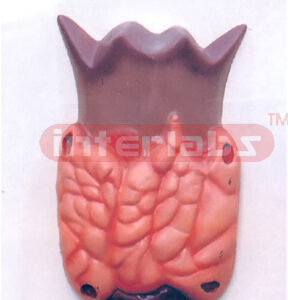 THYROID GLAND