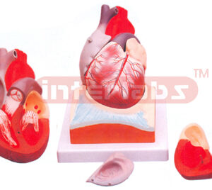 HUMAN HEART, 3/4 FULL SIZE, 2 PARTS