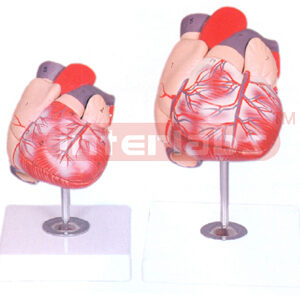 HUMAN HEART, 2 PARTS