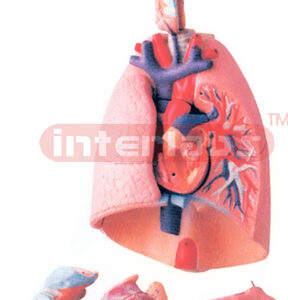 HUMAN LUNGS WITH HEART AND LARYNX