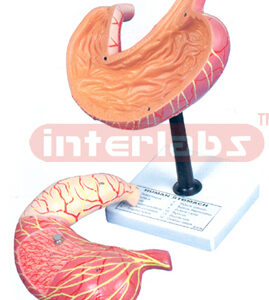 HUMAN STOMACH MODEL