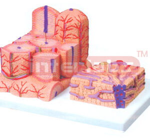 MICRO ANATOMY, LIVER