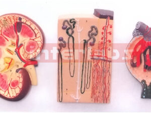 HUMAN KIDNEY STRUCTURES