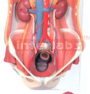 HUMAN URINARY SYSTEM - MALE