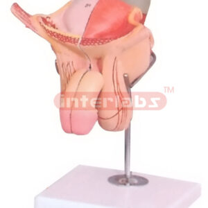 HUMAN MALE GENITAL ORGANS