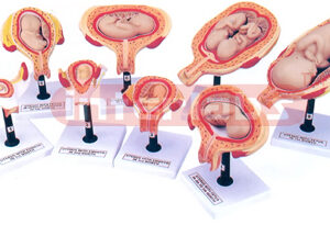 HUMAN DEVELOPMENT SET
